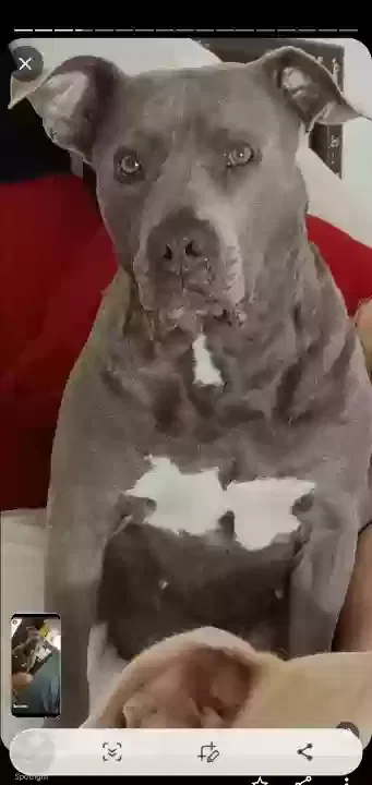 Lost dog in Ennis, TX, 75119