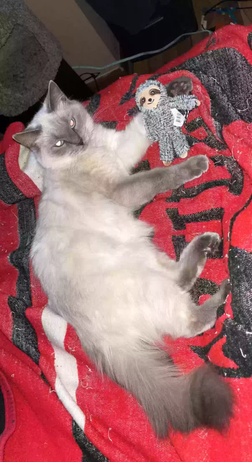 Lost cat in Joliet, IL, 60435
