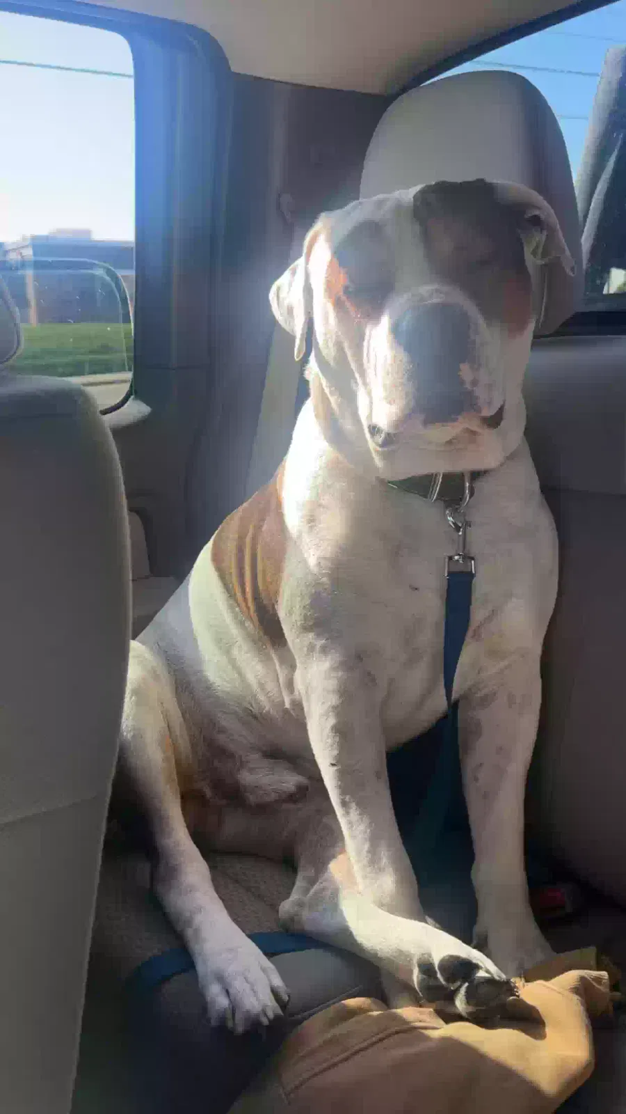 Lost dog in Fulton, MO, 65251