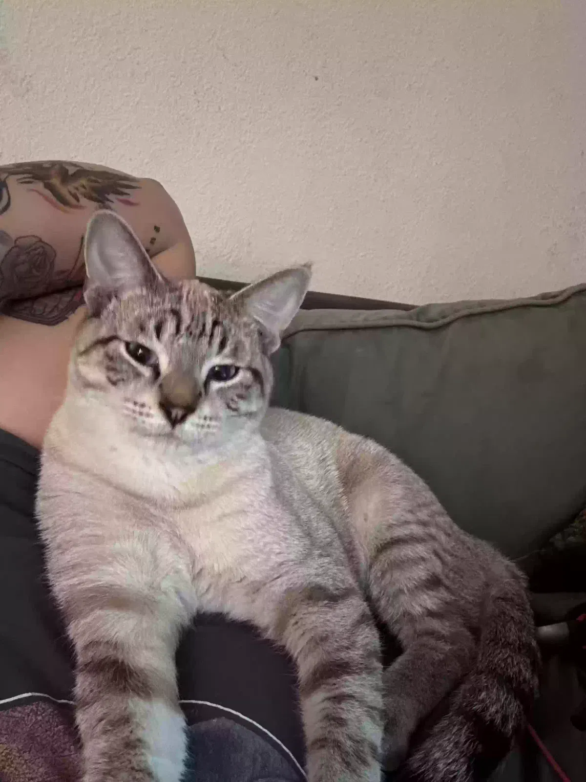 Lost cat in Hesperia, CA, 92345