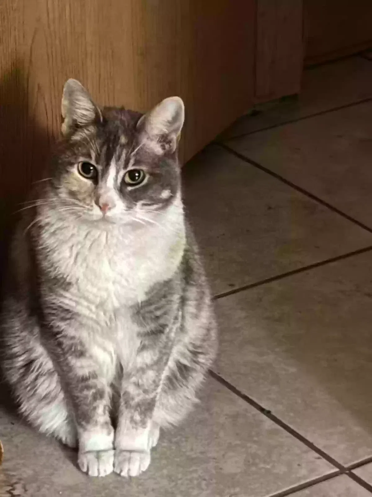 Lost cat in Van Buren, AR, 72956