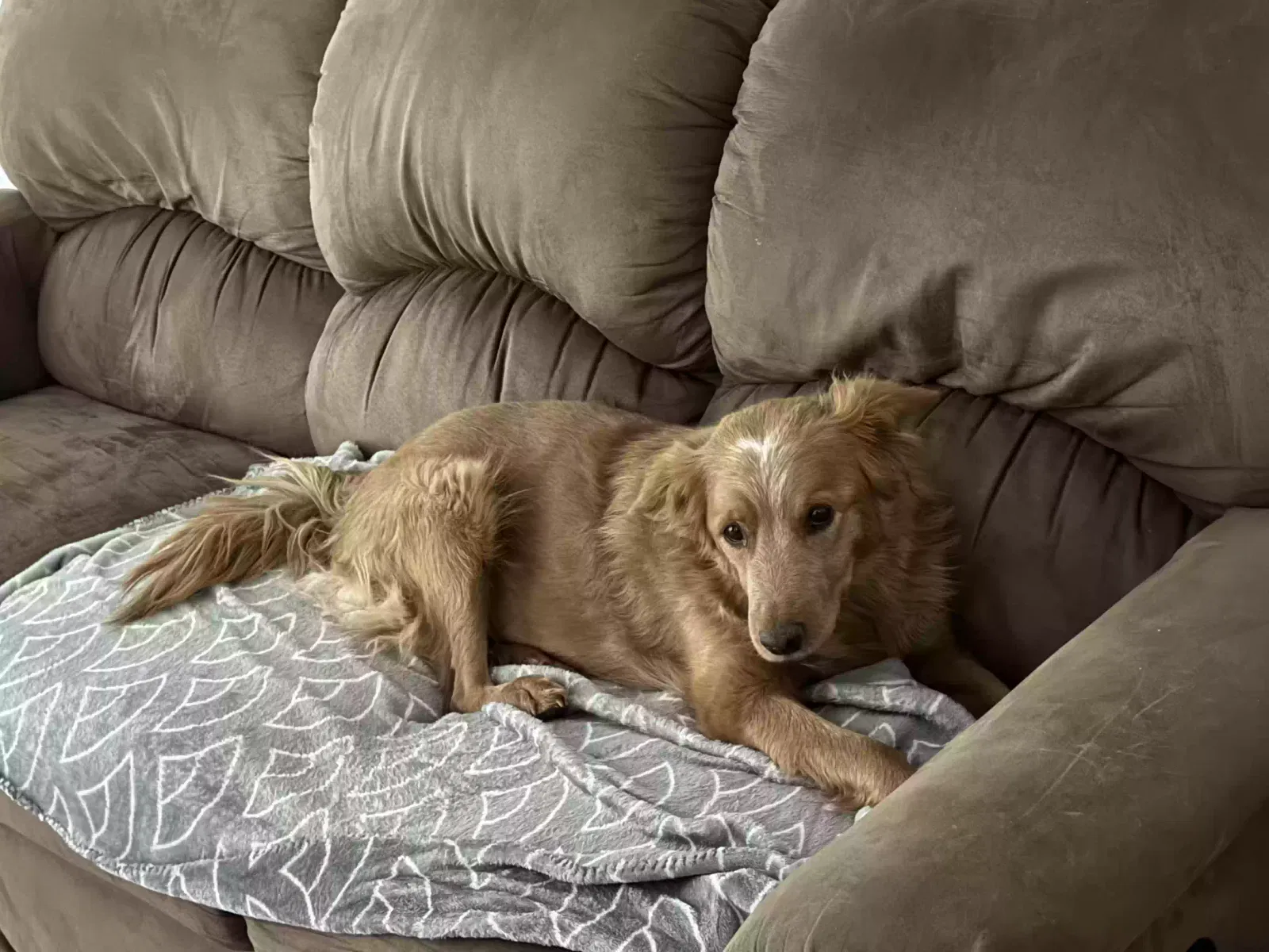 Found dog in Casa Grande, AZ, 85122