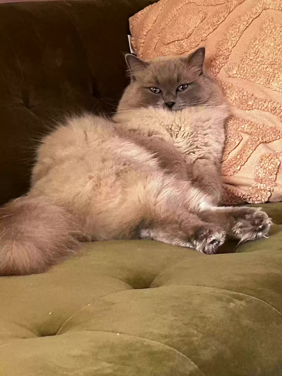 Lost cat in Virginia Beach, VA, 23452
