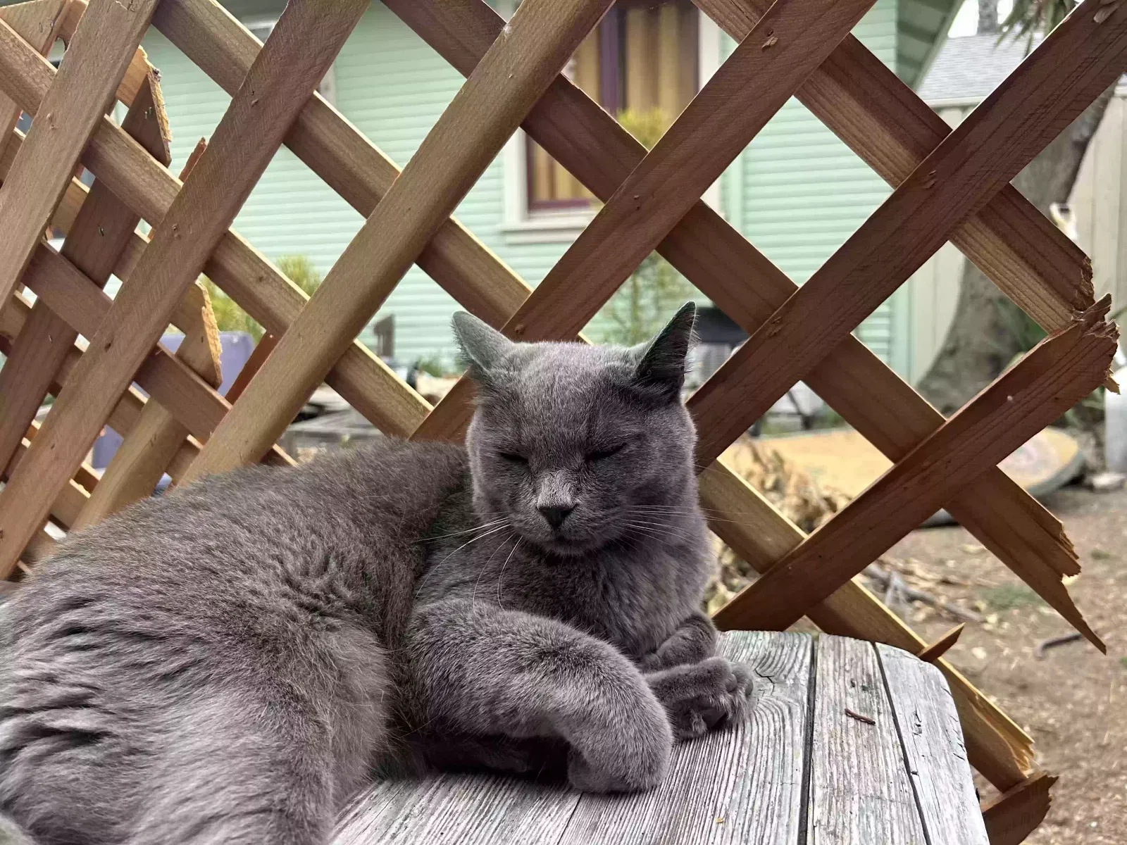 Lost cat in Los Angeles, CA, 90026