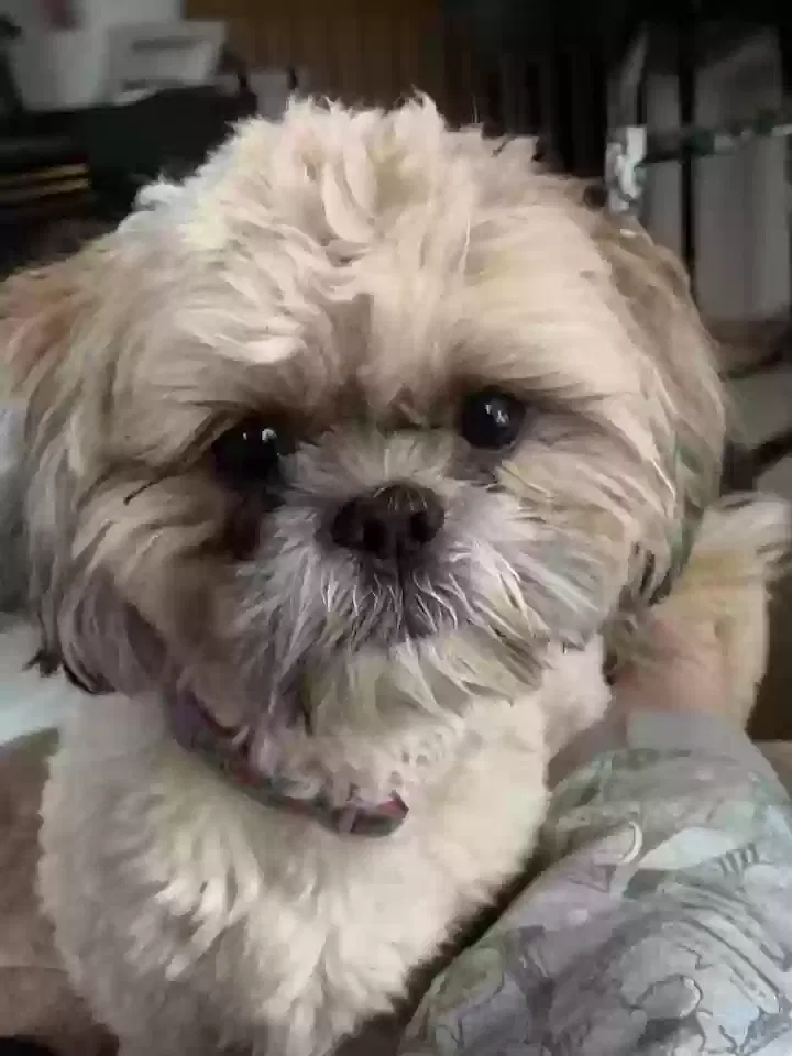 Lost dog in Prineville, OR, 97754