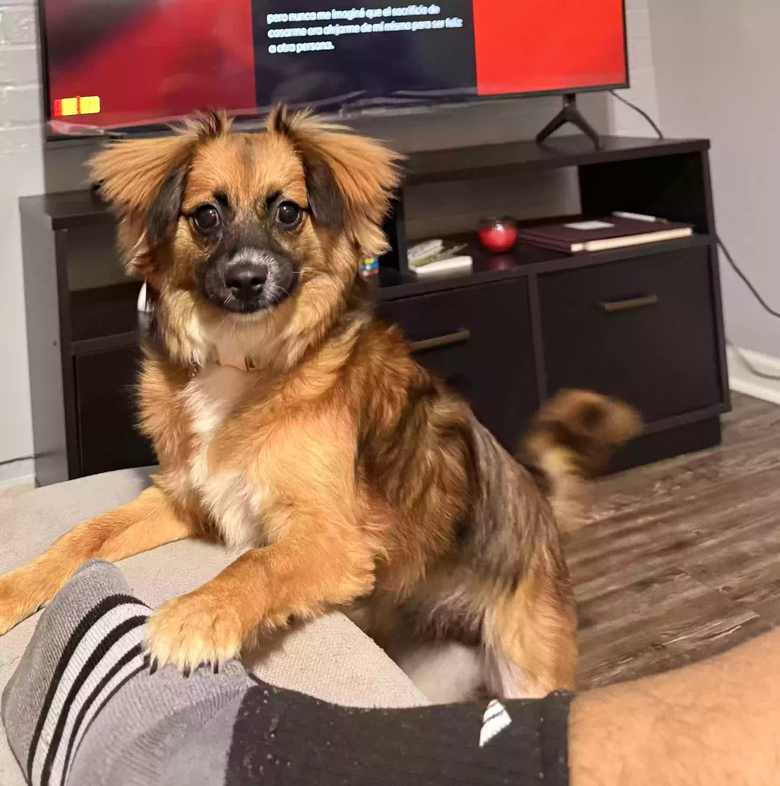Lost dog in Metairie, LA, 70003