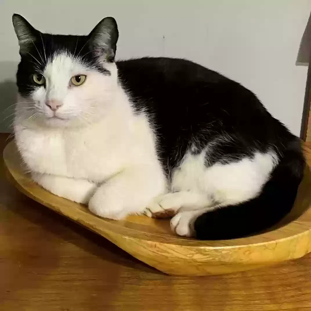 Lost cat in Greenville, SC, 29617