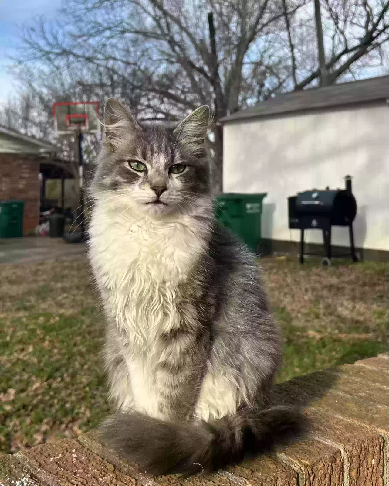 Lost cat in Spartanburg, SC, 29301