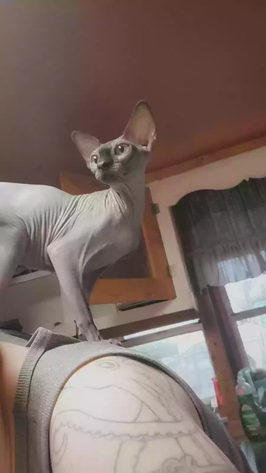 Lost cat in Vail, AZ, 85641