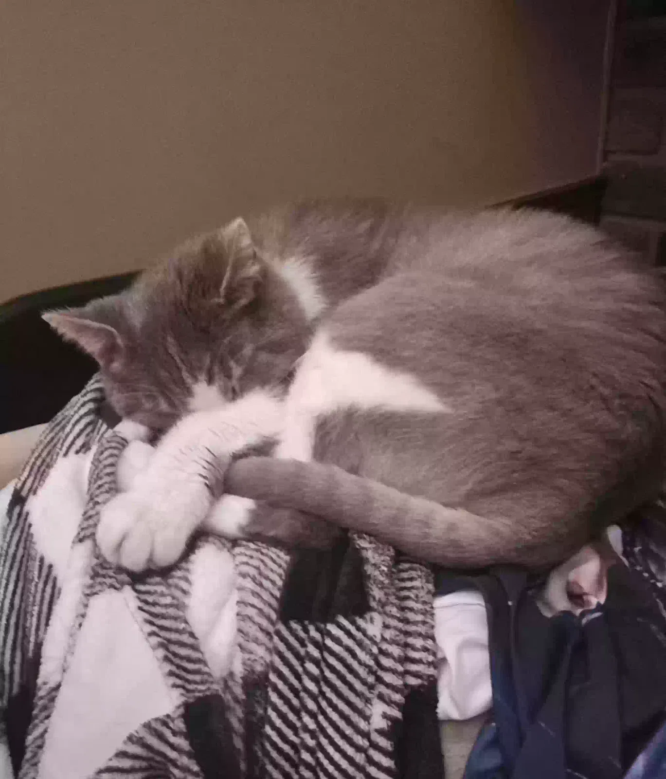 Lost cat in Cincinnati, OH, 45247