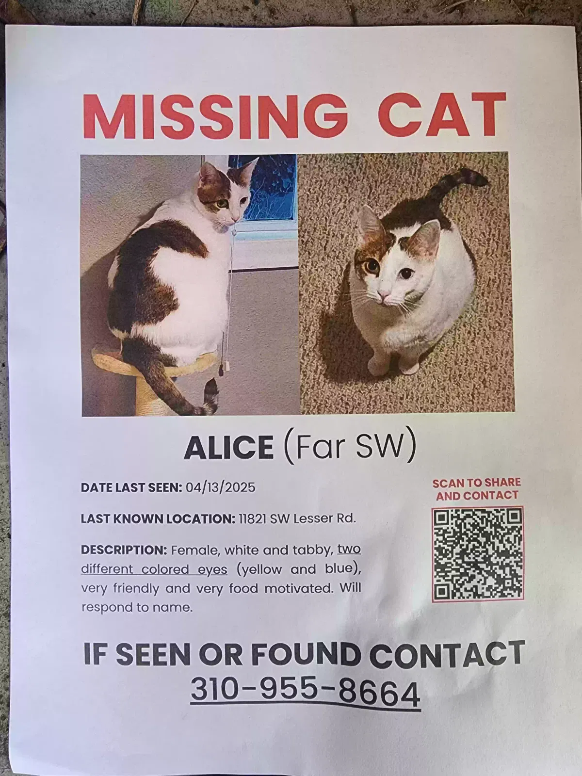 Lost cat in Portland, OR, 97219