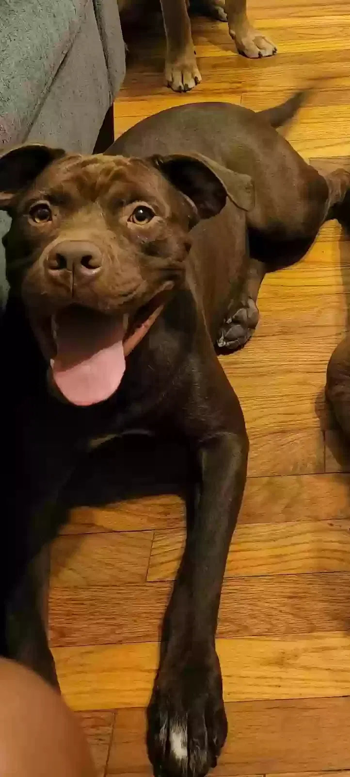 Lost dog in Detroit, MI, 48205