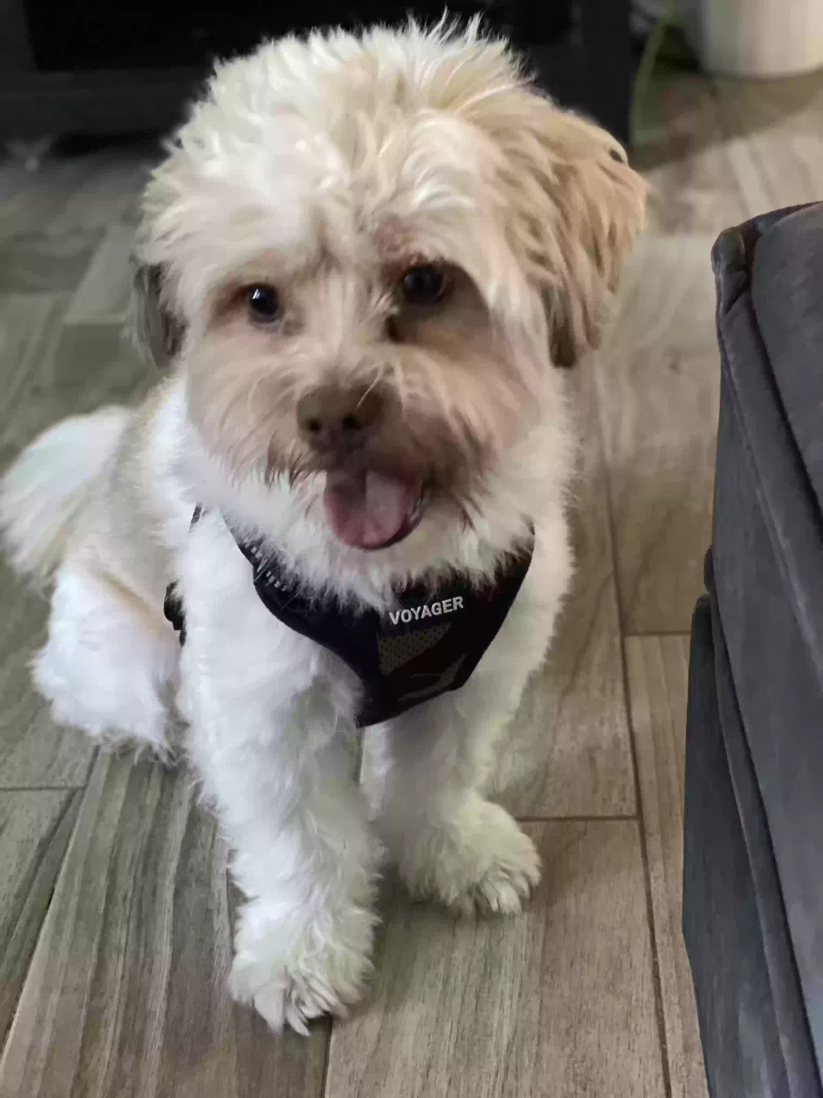 Lost dog in Palatka, FL, 32177