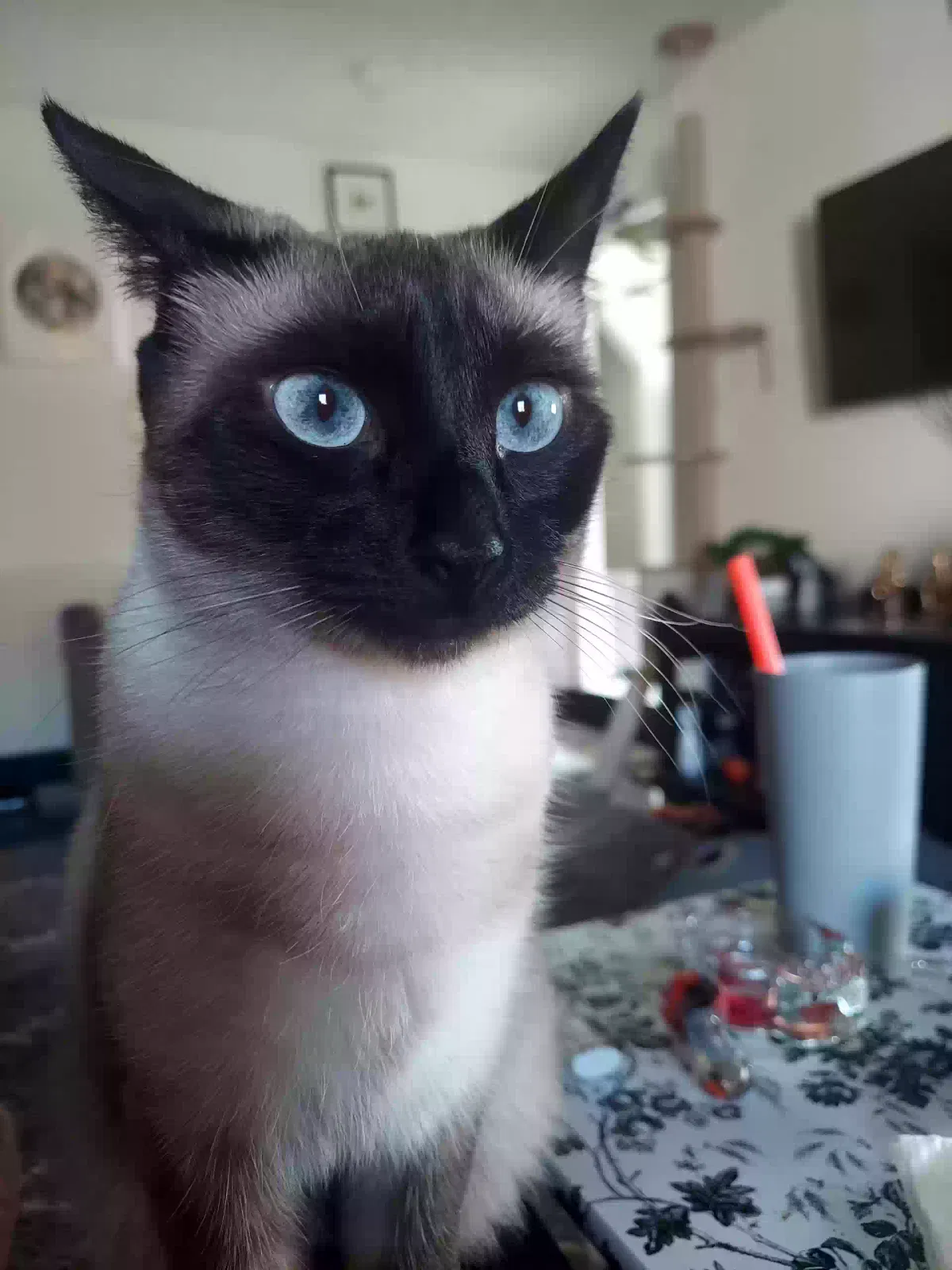 Lost cat in Las Vegas, NV, 89121