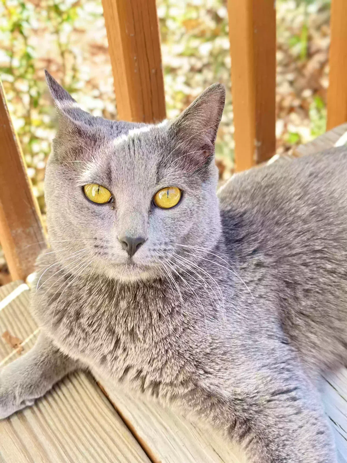 Lost cat in Monroe, NC, 28110
