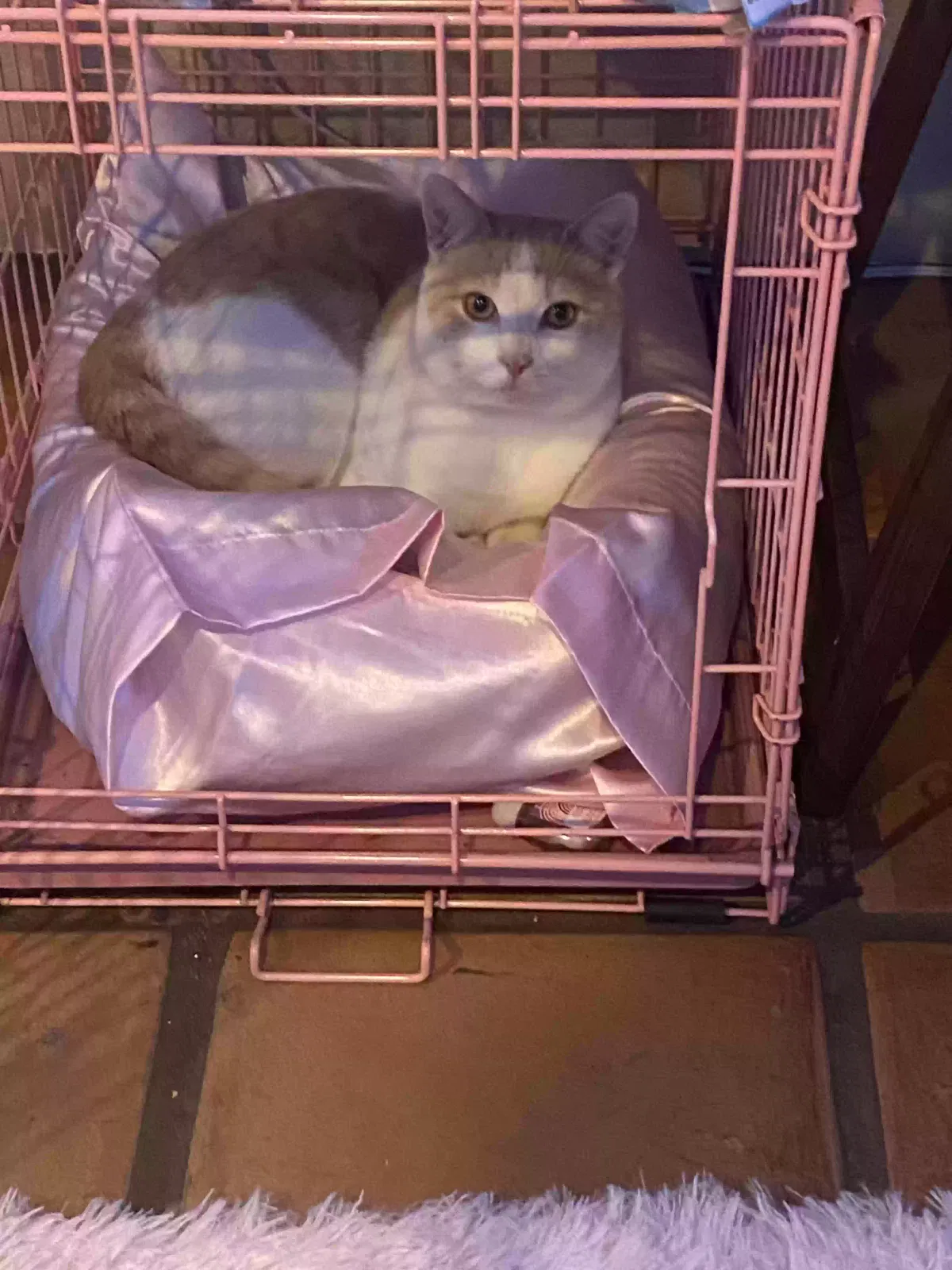 Lost cat in Valley Center, CA, 92082