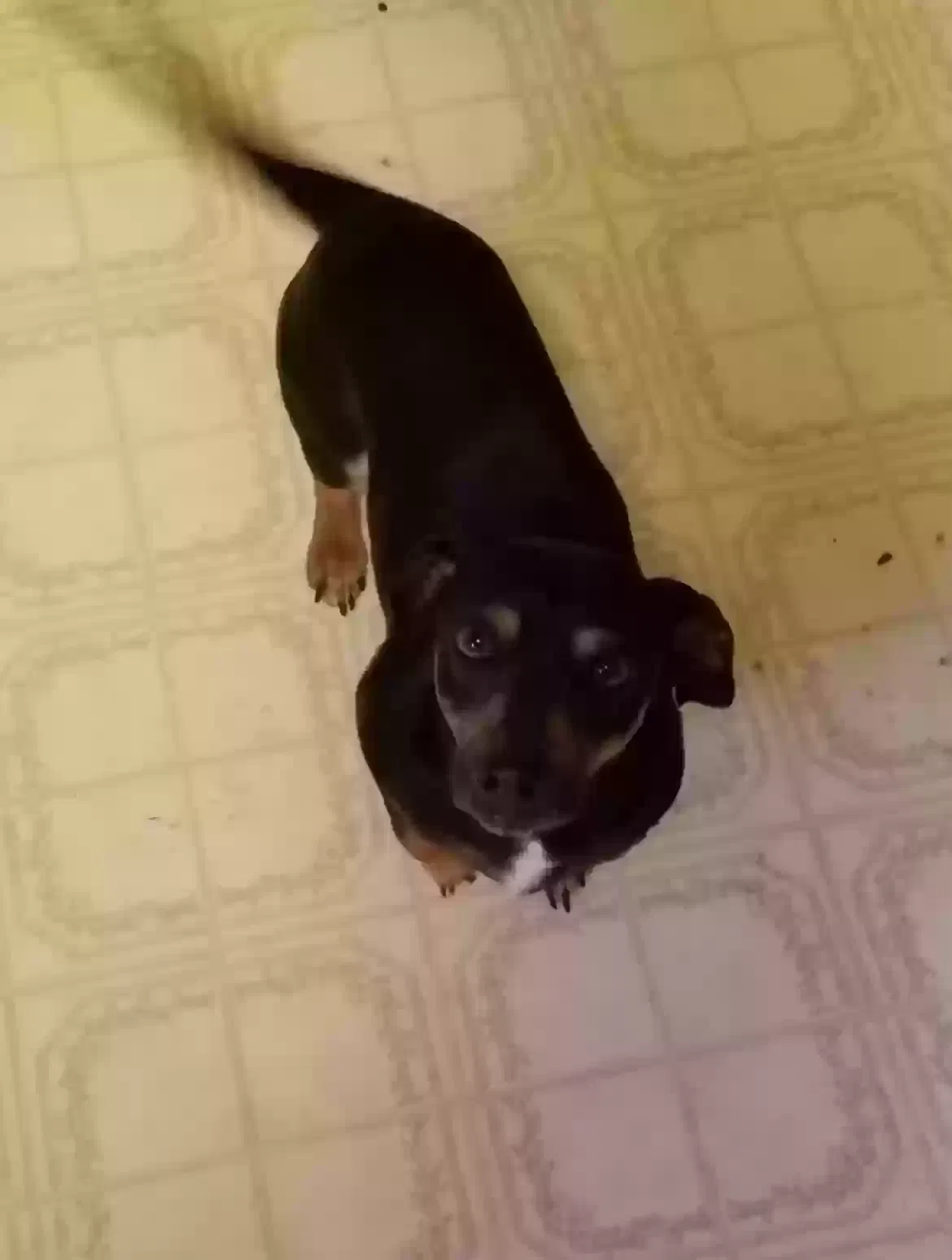 Lost dog in Okmulgee, OK, 74447