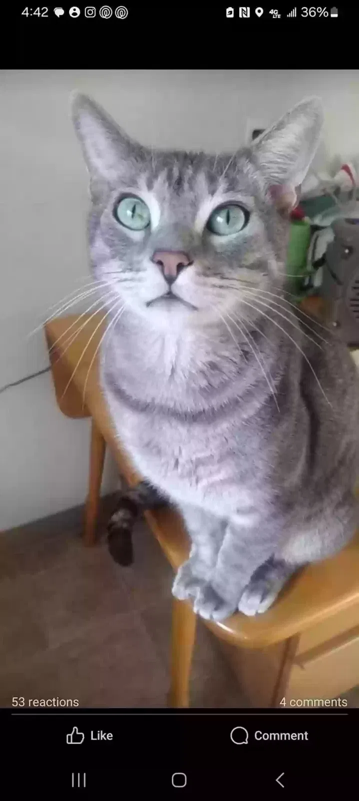 Lost cat in Portland, OR, 97230