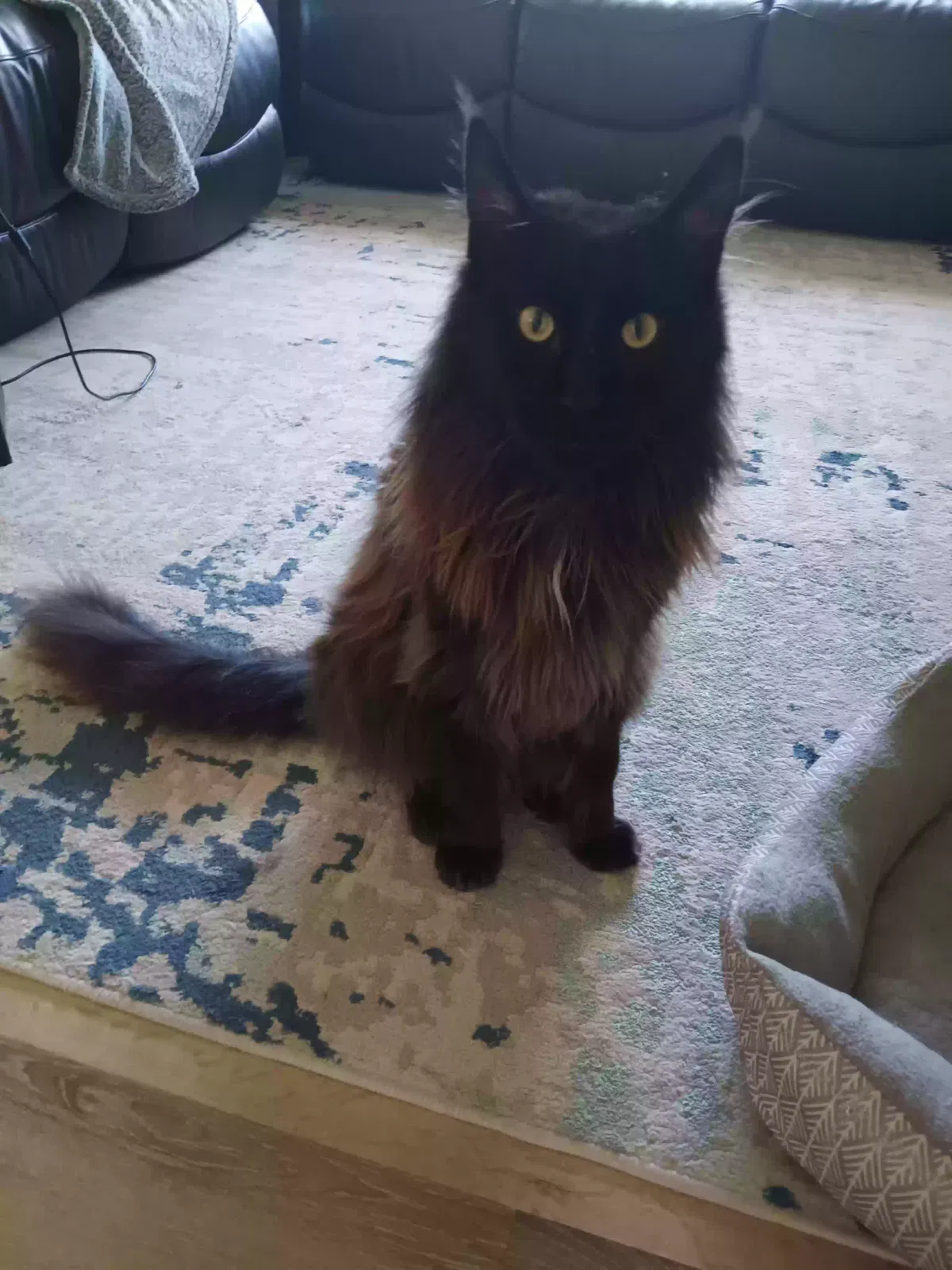 Lost cat in Orlando, FL, 32808
