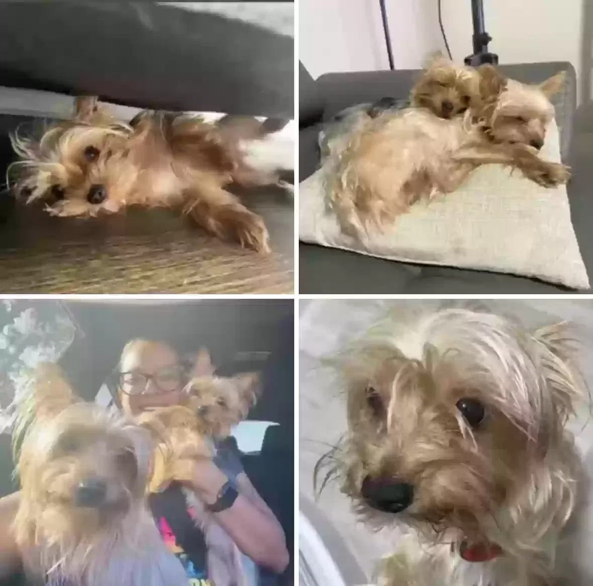Lost dog in Hollywood, FL, 33023