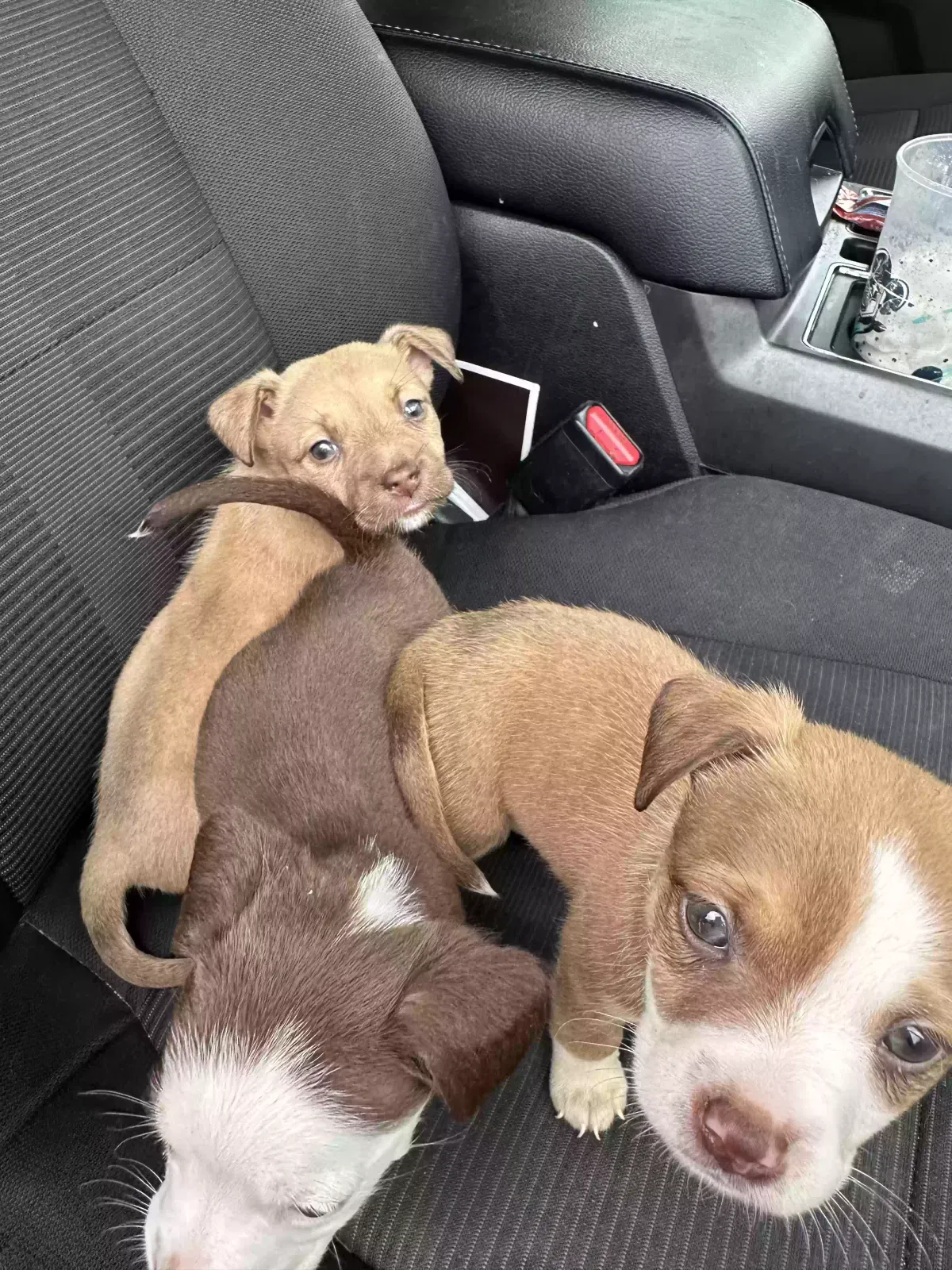 Found dog in Dickinson, TX, 77539