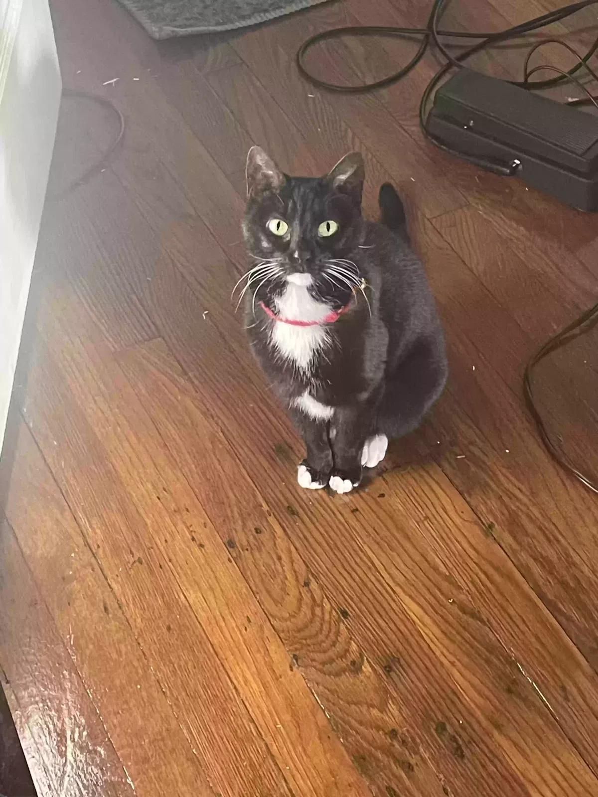 Lost cat in Memphis, TN, 38111