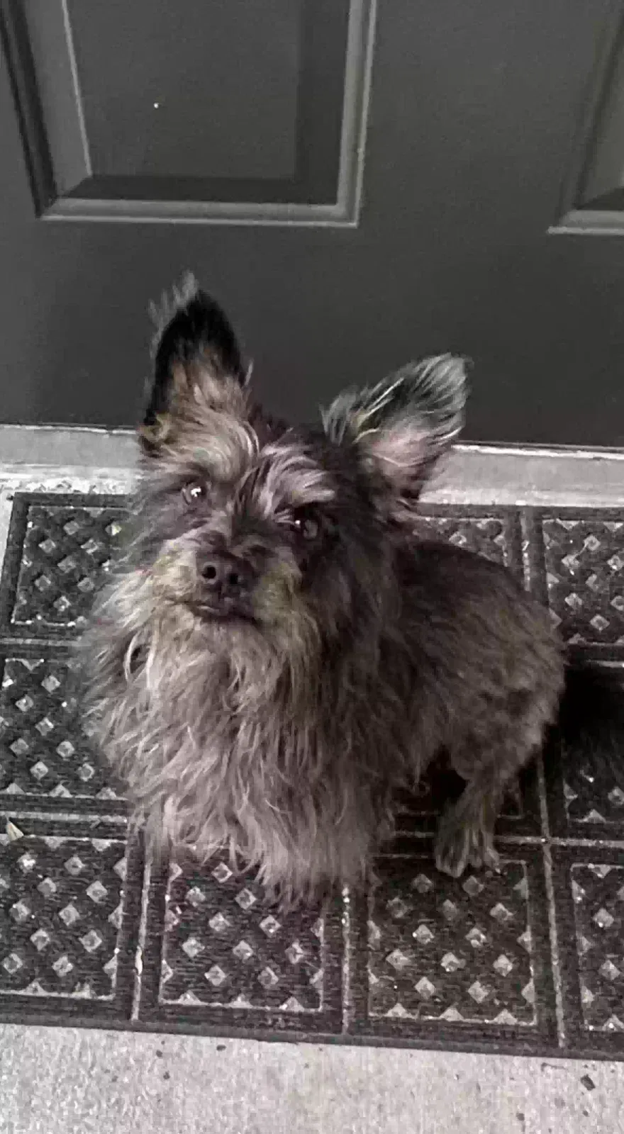 Lost dog in Orlando, FL, 32818