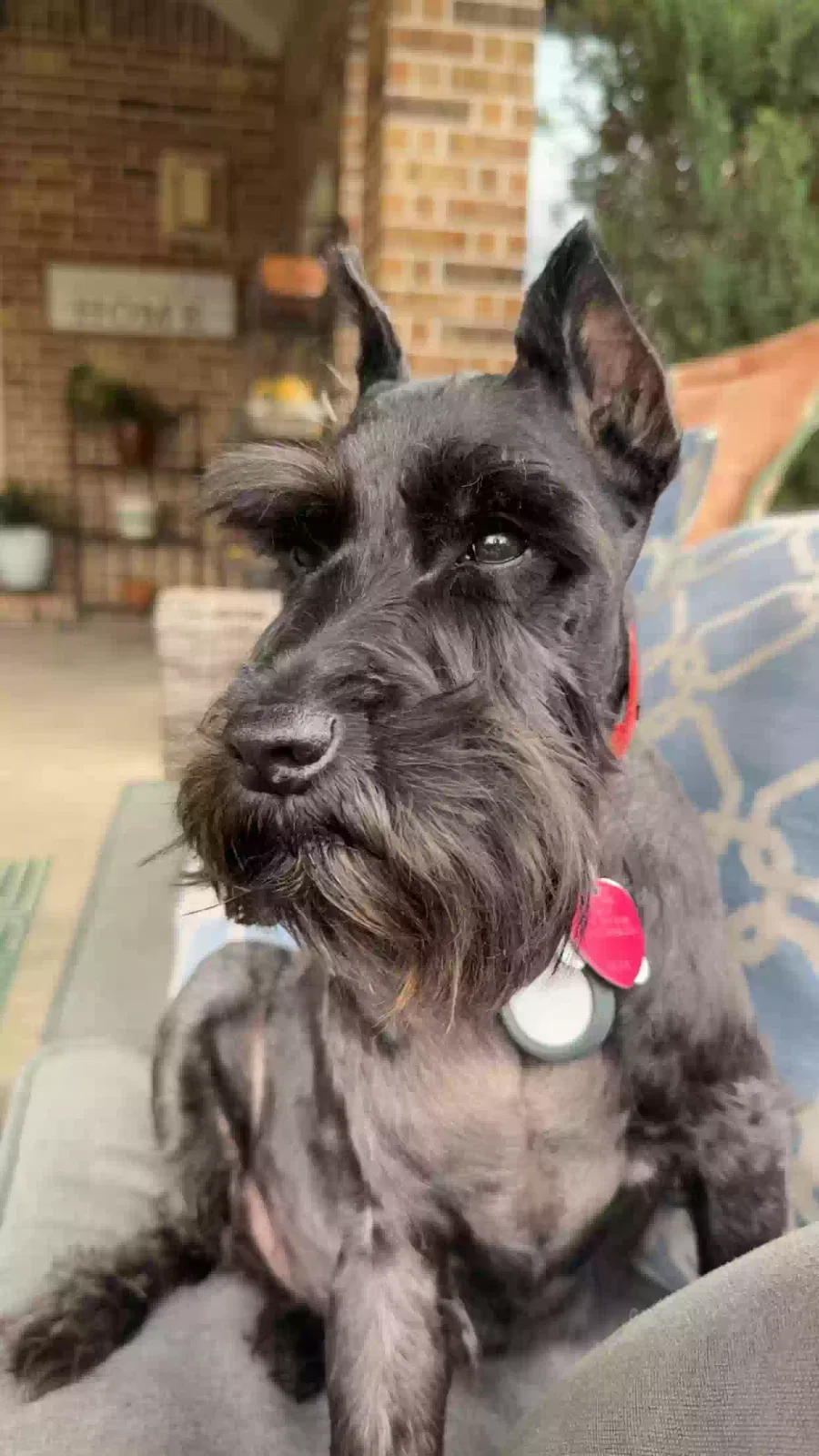 Lost dog in Cypress, TX, 77433