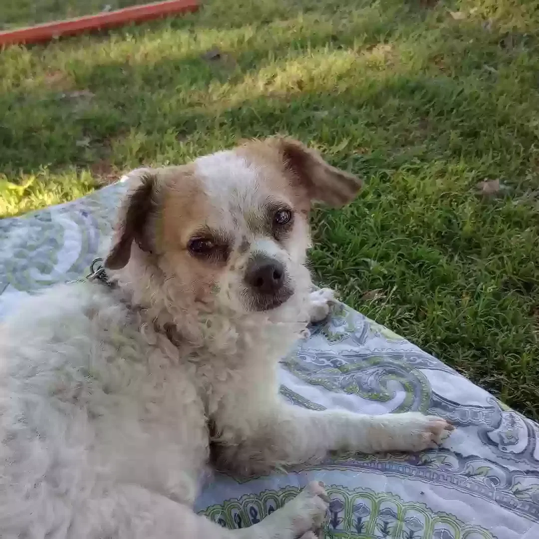 Lost dog in Las Vegas, NV, 89106