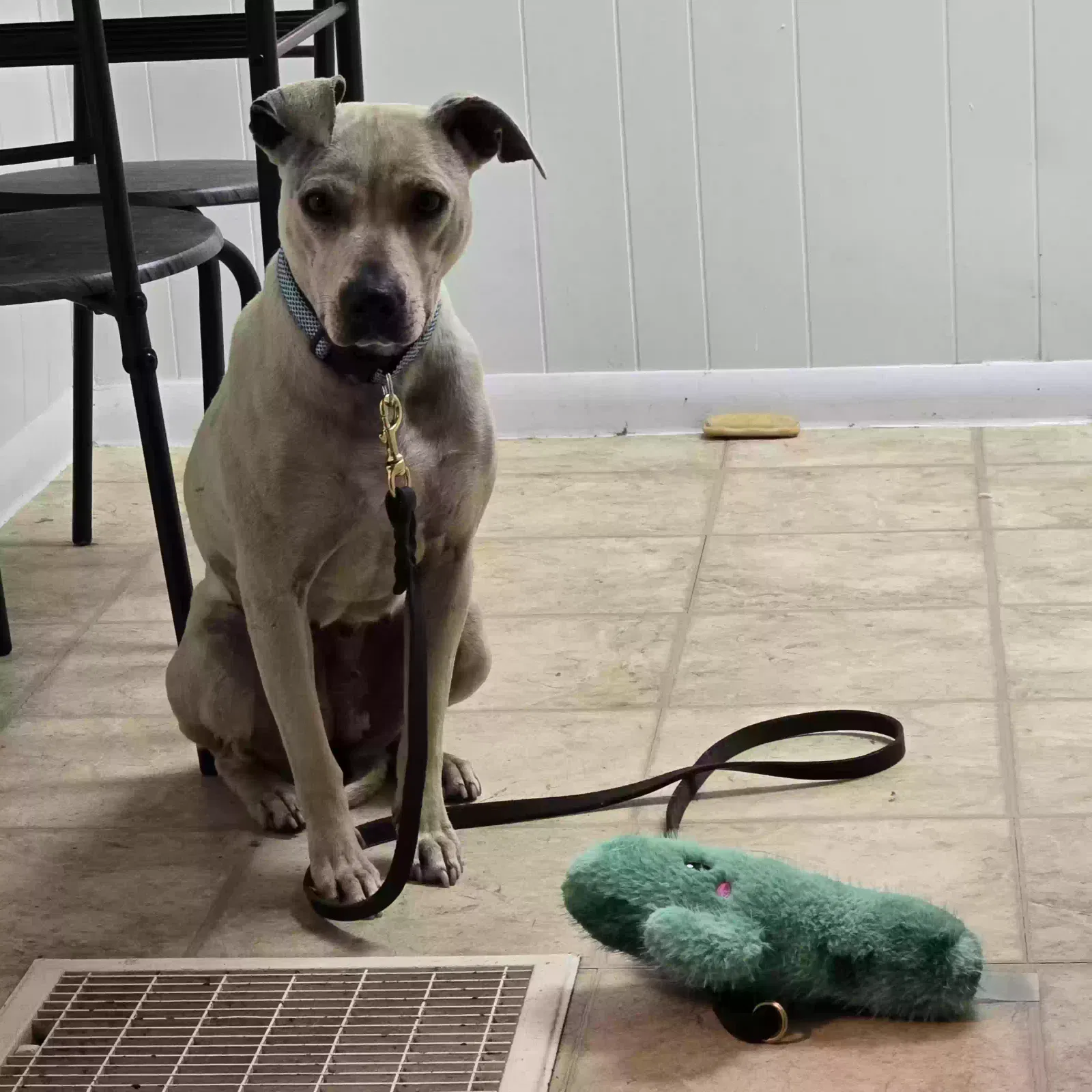 Lost dog in Covington, KY, 41016