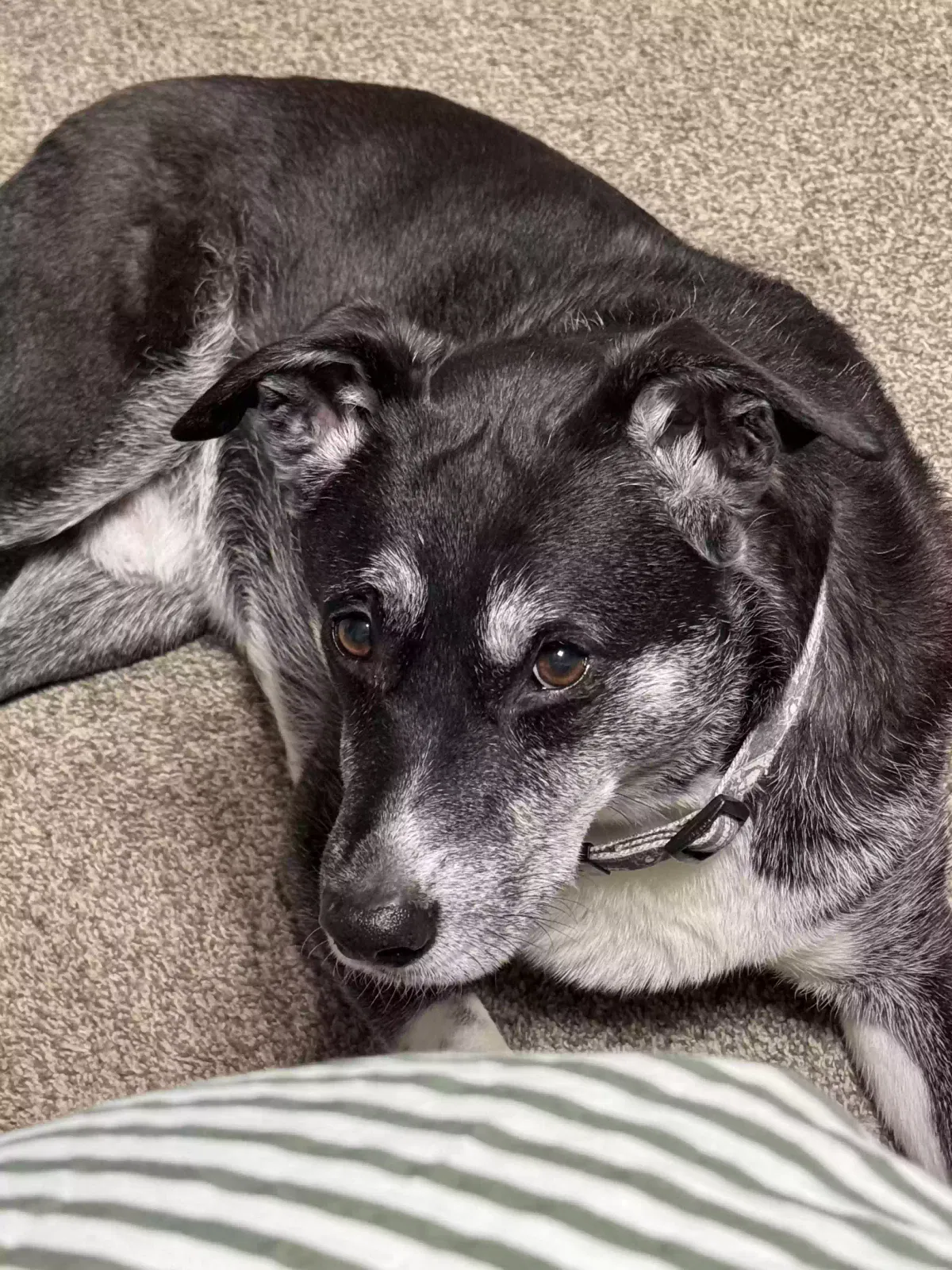 Lost dog in Battle Creek, MI, 49017