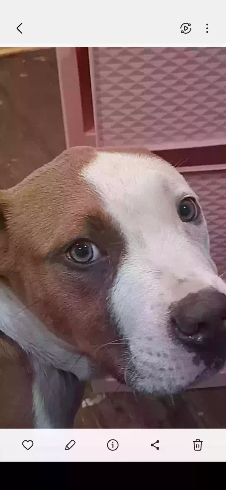 Lost dog in Mobile, AL, 36612