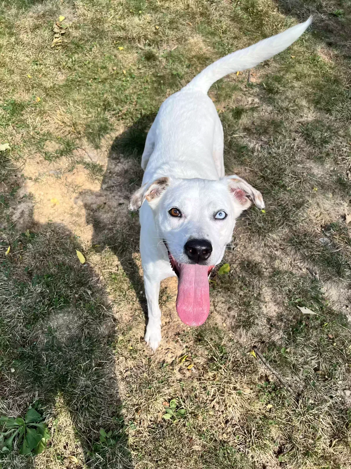 Lost dog in Lupton City, TN, 37351