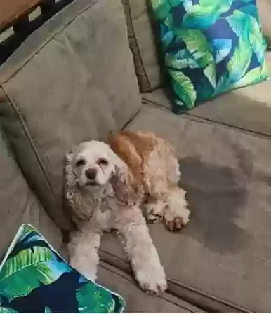 Lost dog in Summerville, SC, 29483