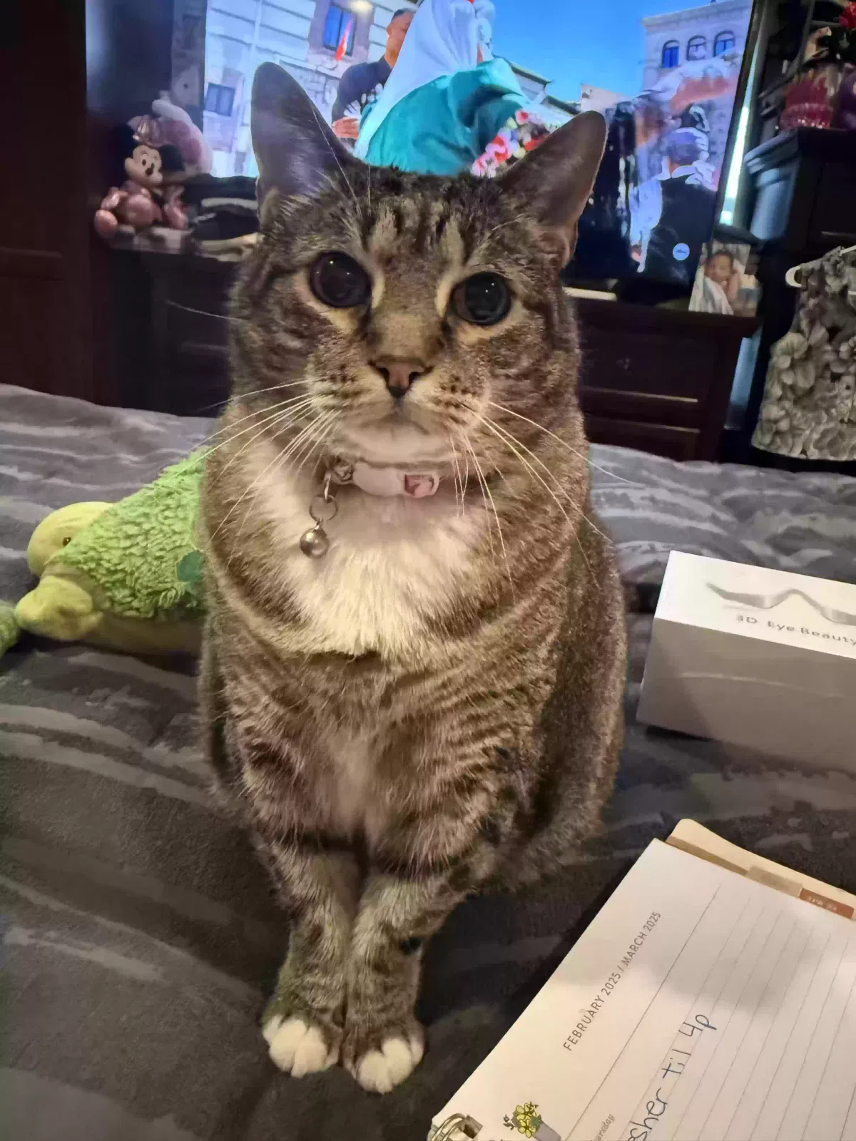 Lost cat in Fort Lauderdale, FL, 33325