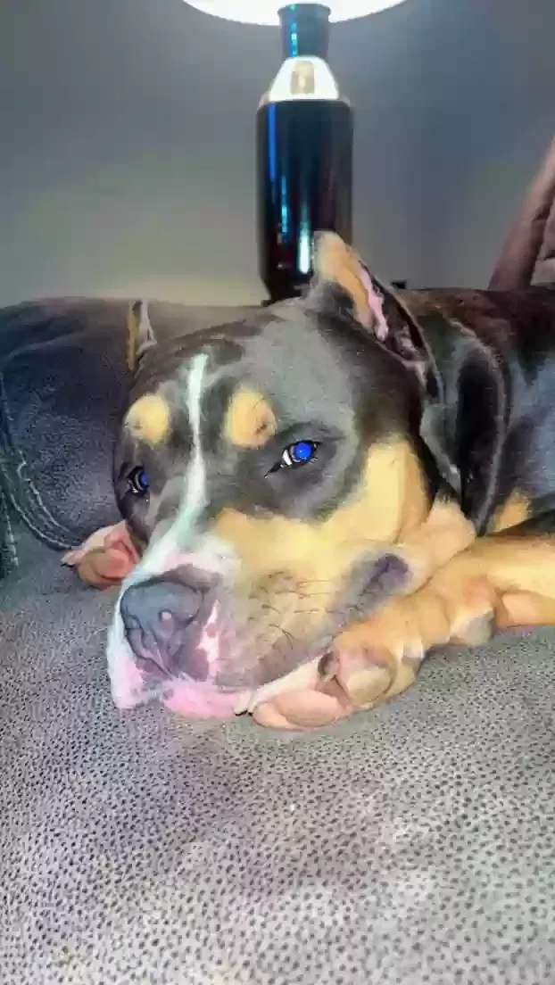 Lost dog in Bellville, TX, 77418