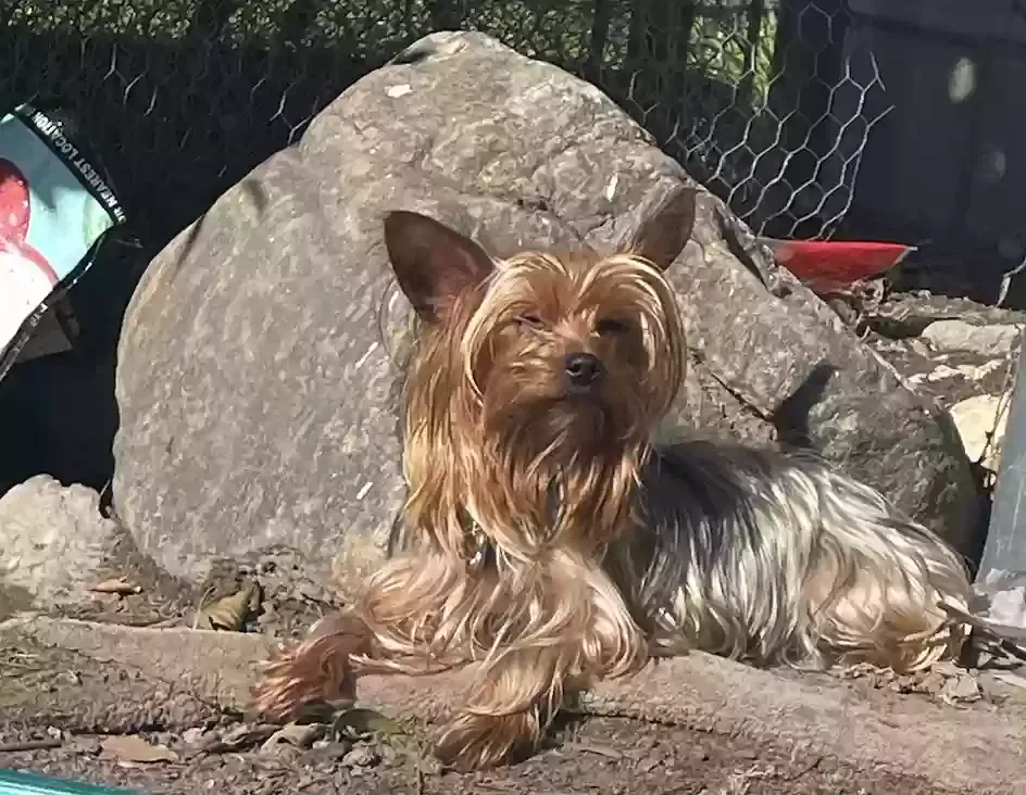 Lost dog in Inglewood, CA, 90303