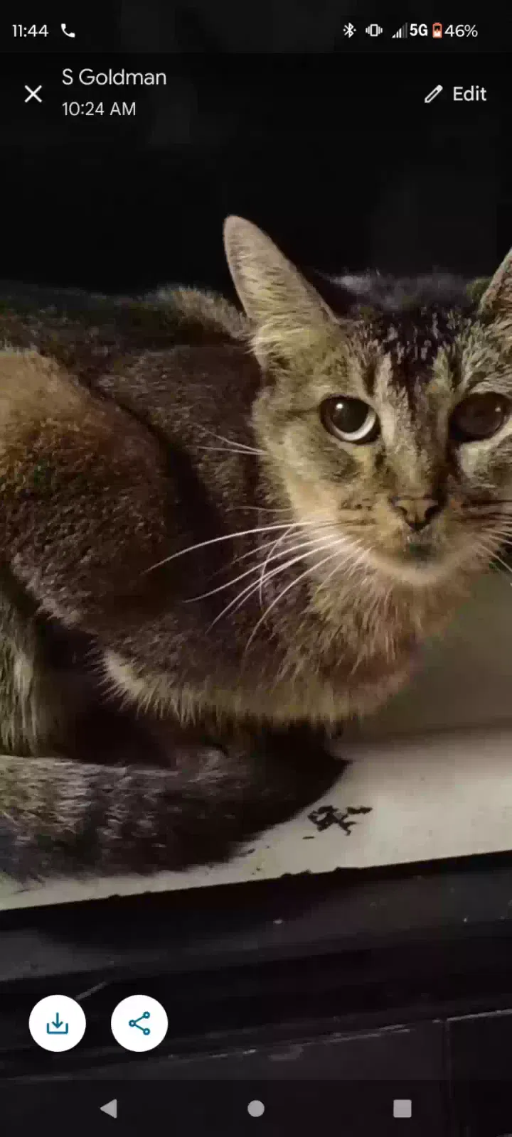 Lost cat in Folsom, CA, 95630