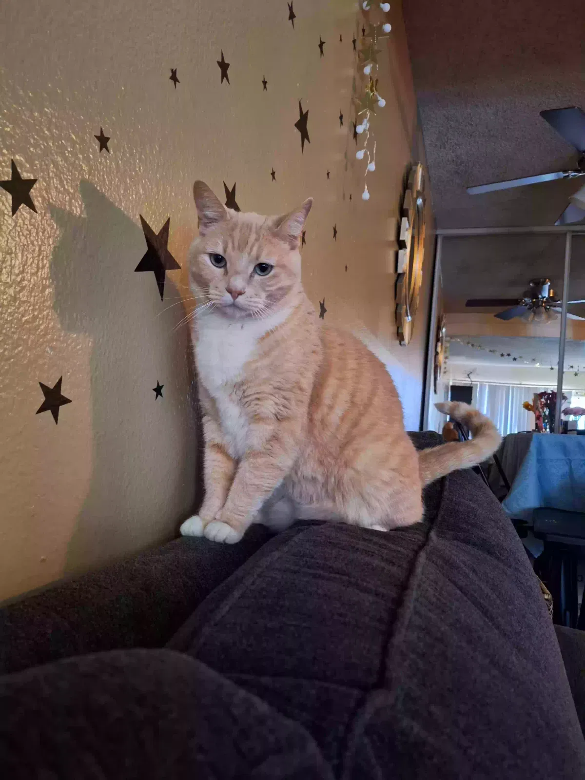Lost cat in Los Angeles, CA, 90020