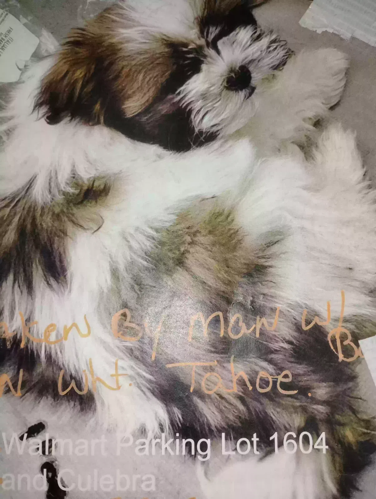 Lost dog in San Antonio, TX, 78251