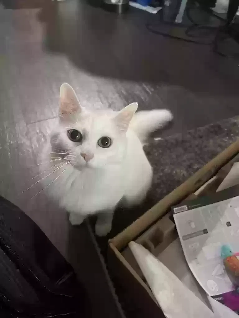 Lost cat in Austin, TX, 78738