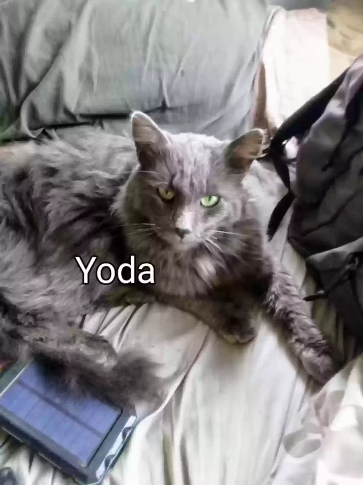 Lost cat in Oroville, CA, 95966