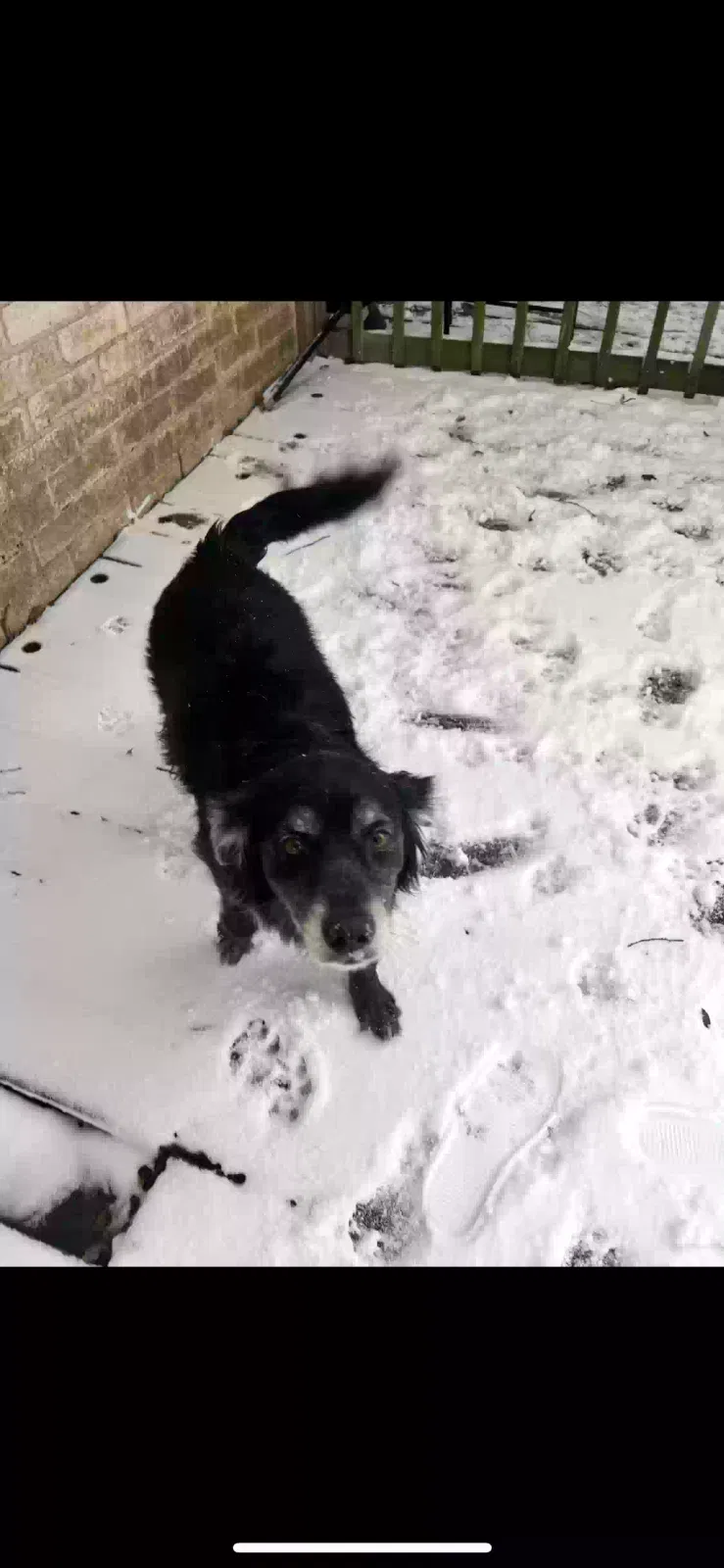 Lost dog in Houston, TX, 77084