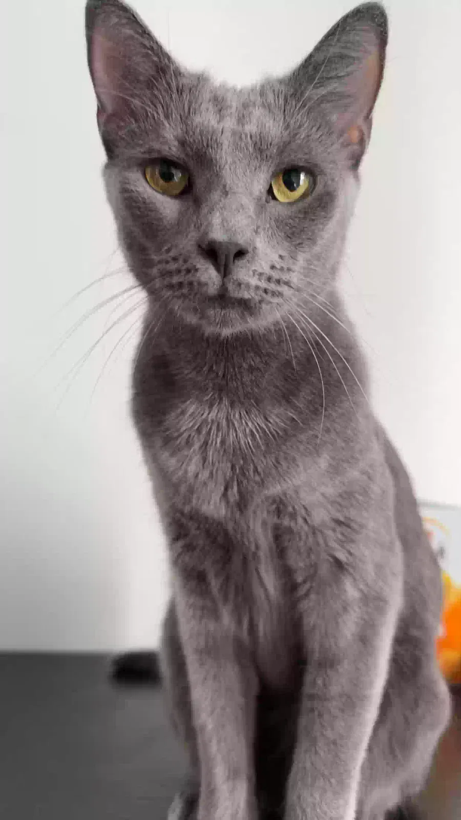 Lost cat in Piedmont, SC, 29673