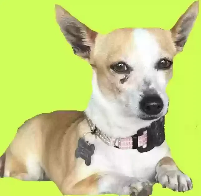 Lost dog in Seattle, WA, 98144