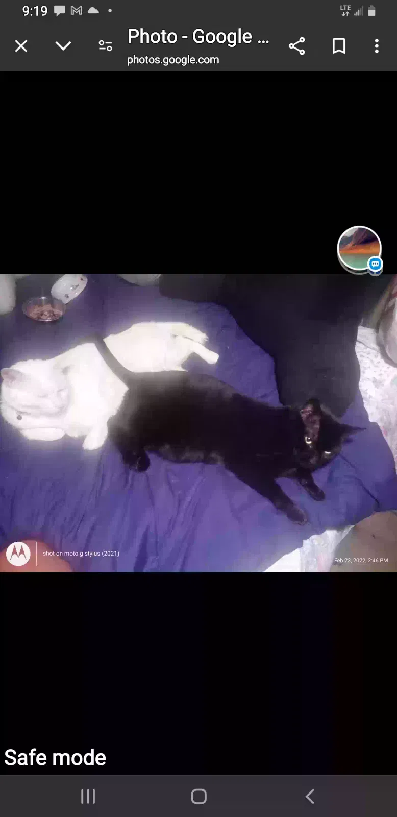 Lost cat in Aguanga, CA, 92536