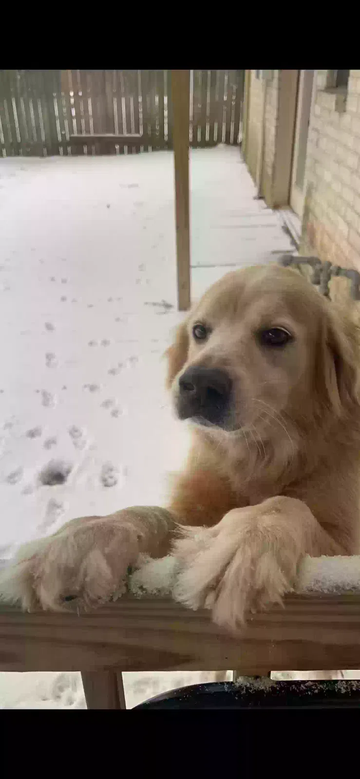 Lost dog in Houston, TX, 77084