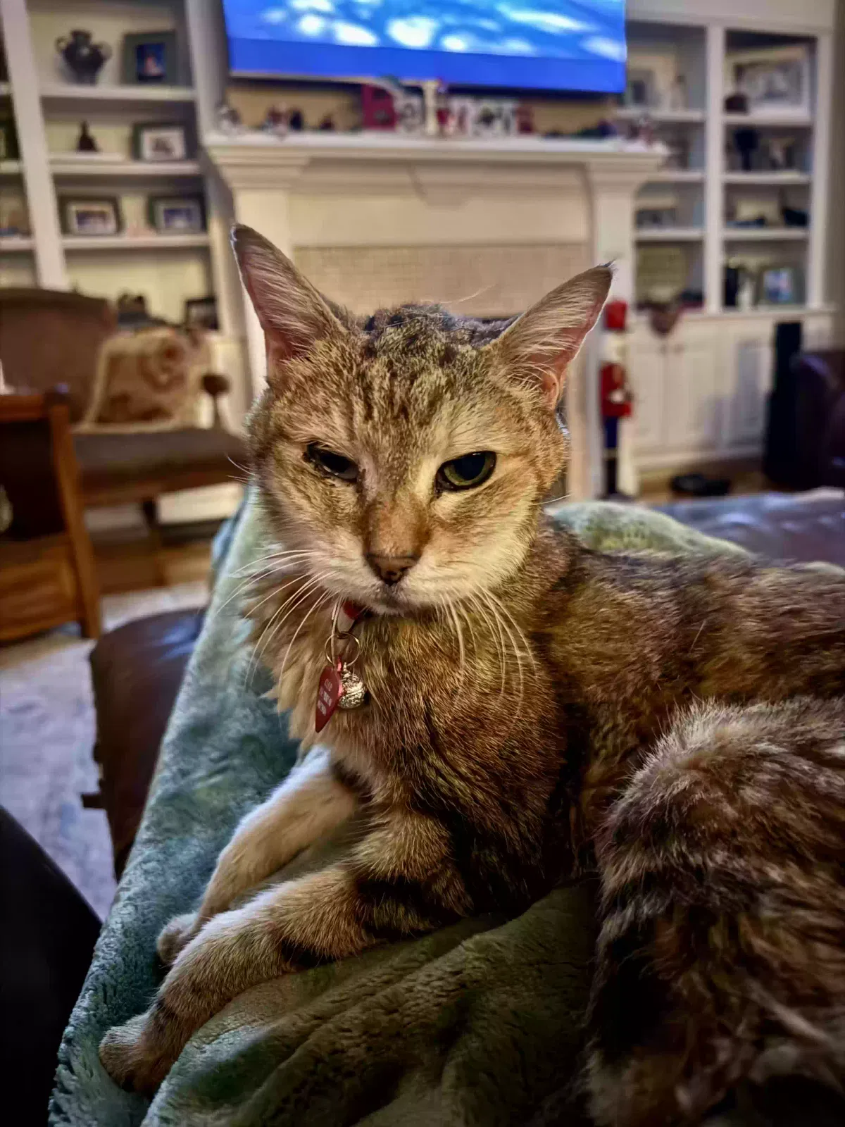 Lost cat in Tallahassee, FL, 32311