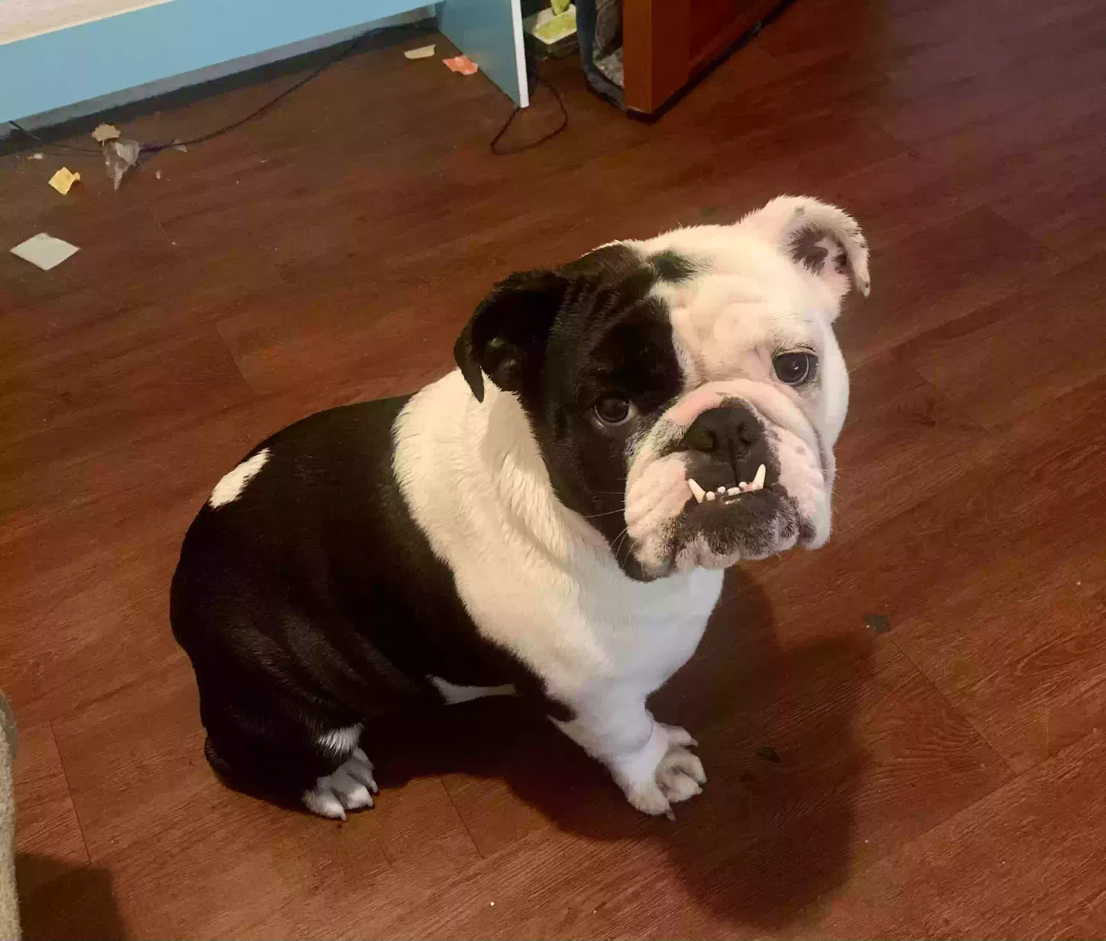 Lost dog in San Bernardino, CA, 92410