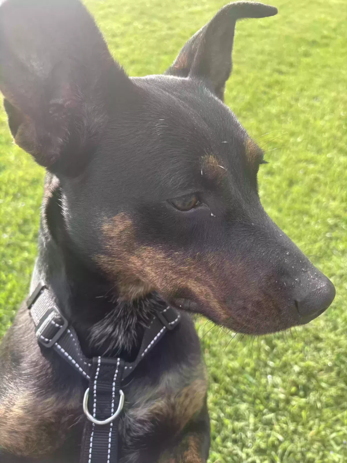 Lost dog in Laurel Springs, NC, 28644